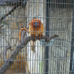 Golden Lion Tamarin at the San Antonio Zoo and Aquarium