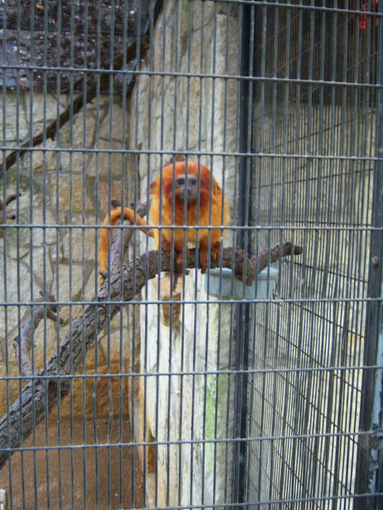 Golden Lion Tamarin at the San Antonio Zoo and Aquarium