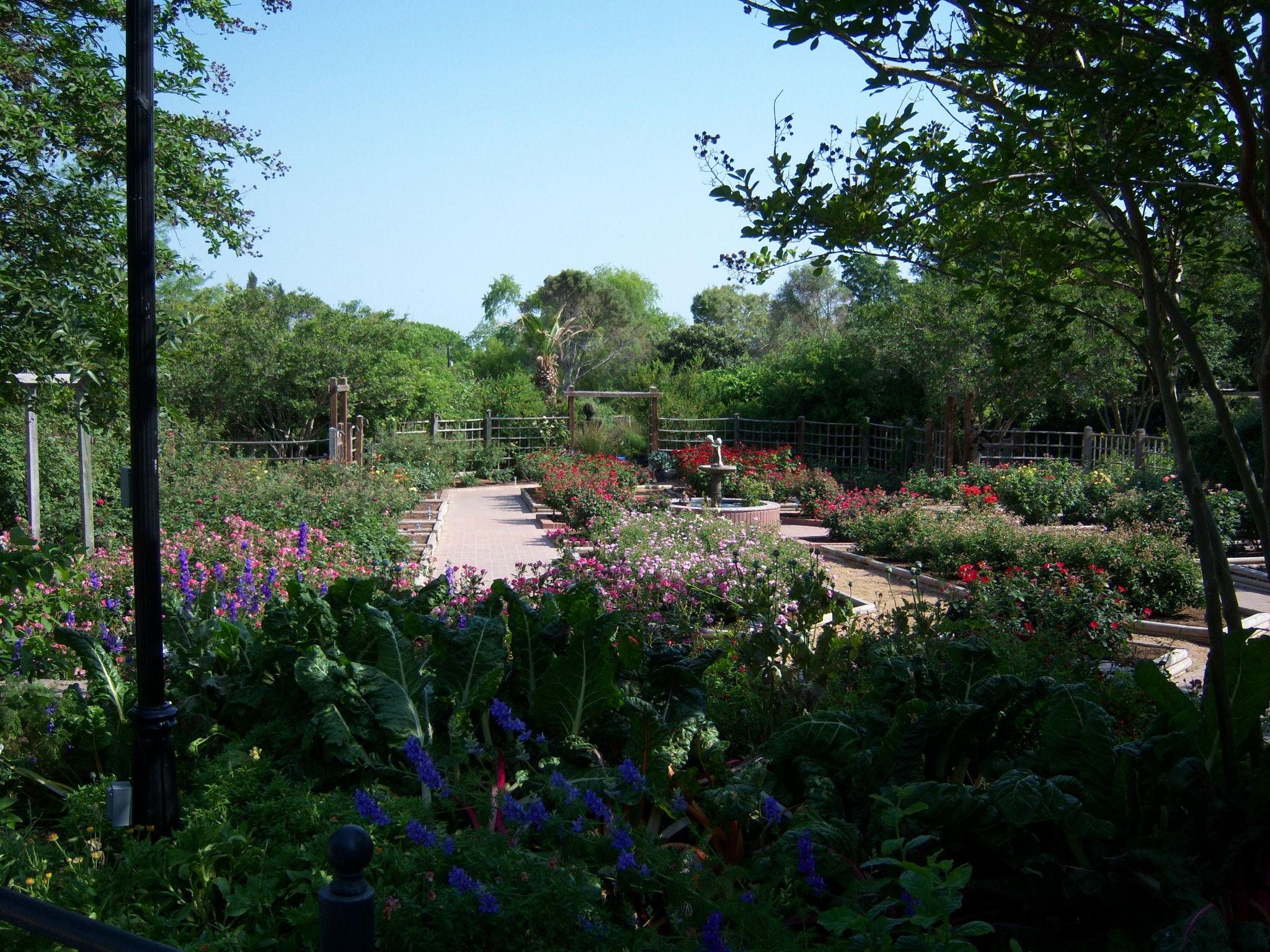 San Antonio Botanical Garden Roses