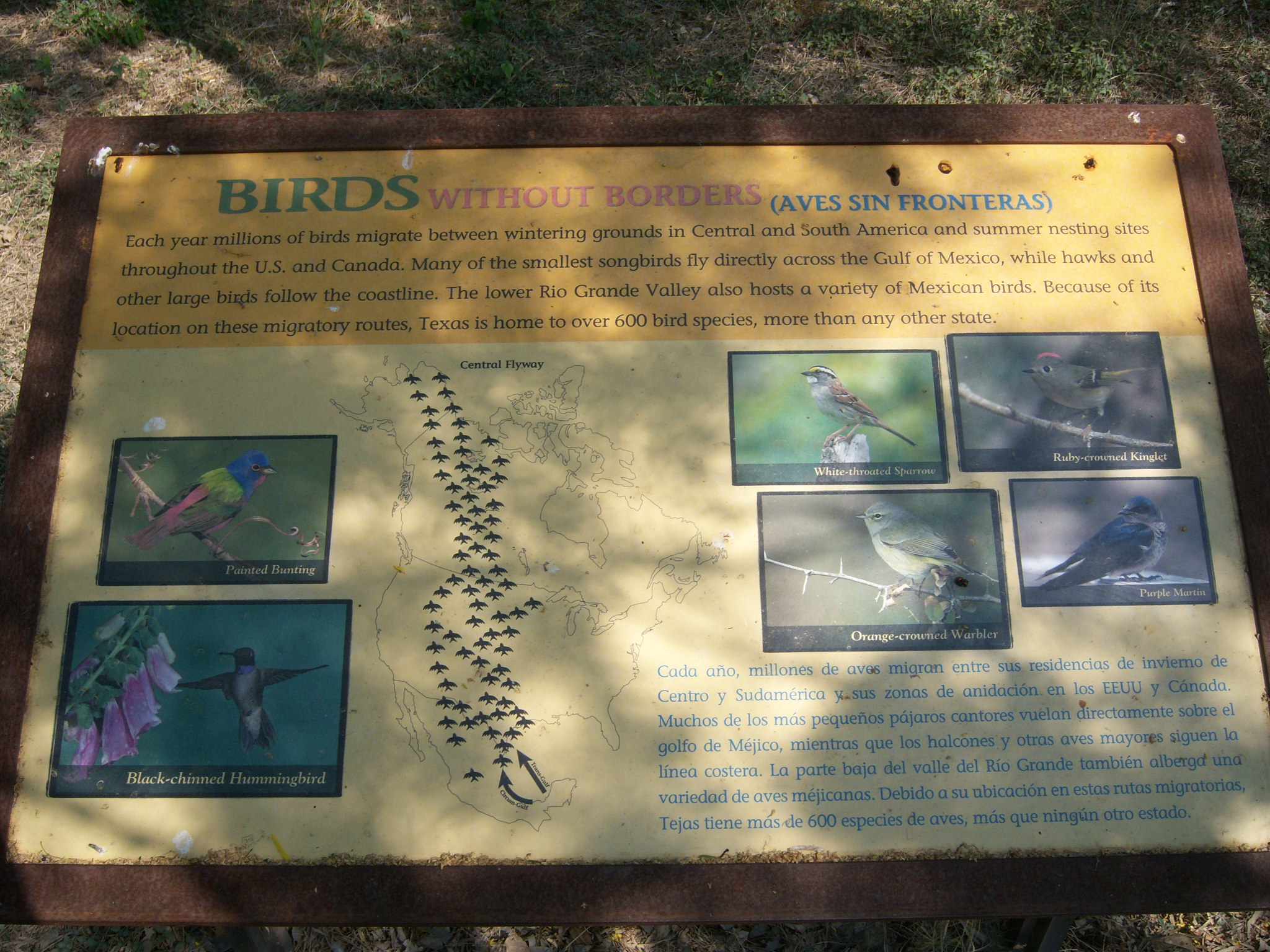 Birds Without Borders