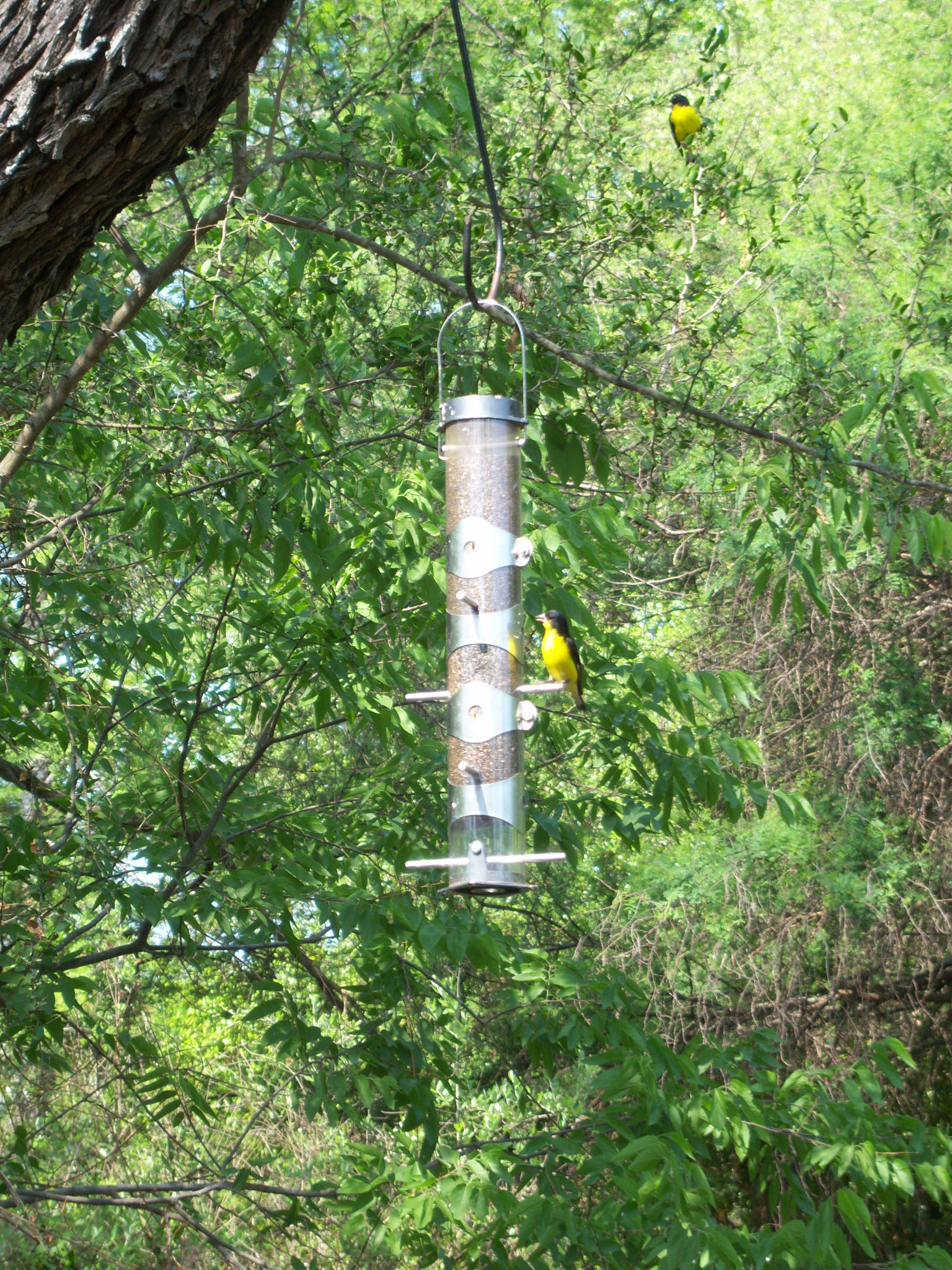 Goldfinch