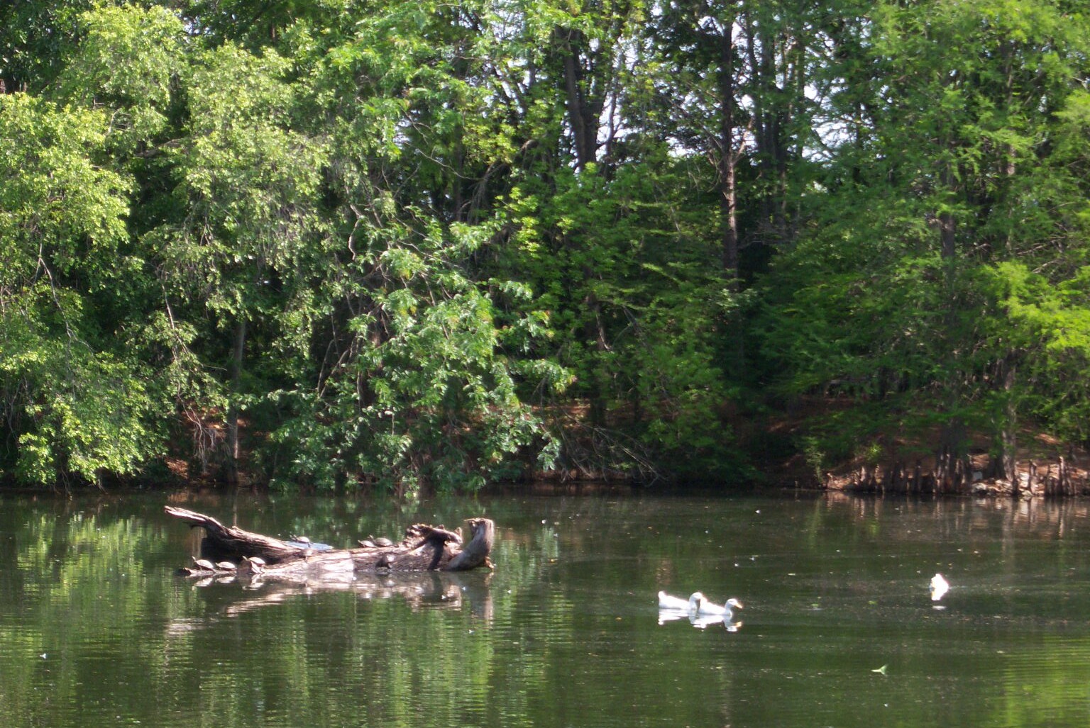 Sunning Turtles