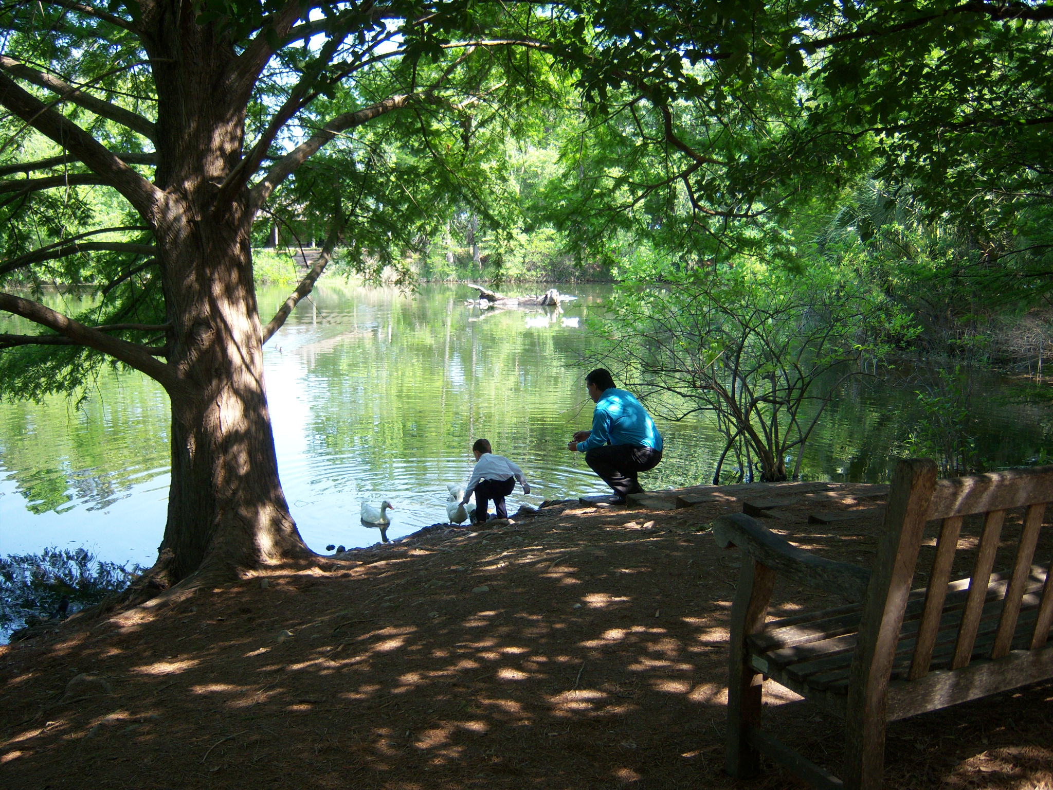 Father and Son Feeding Ducks