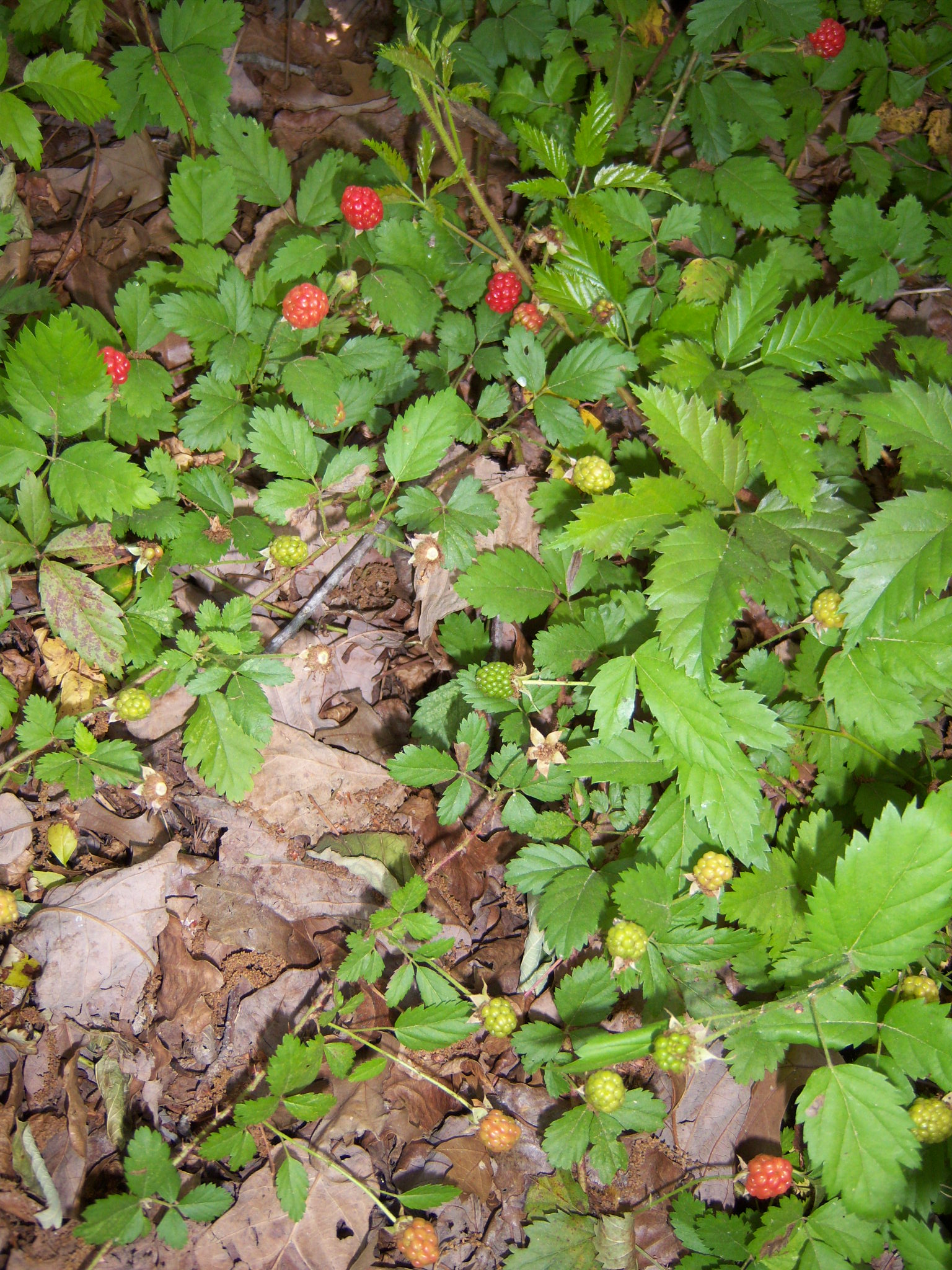 Not-Yet-Done Dewberries