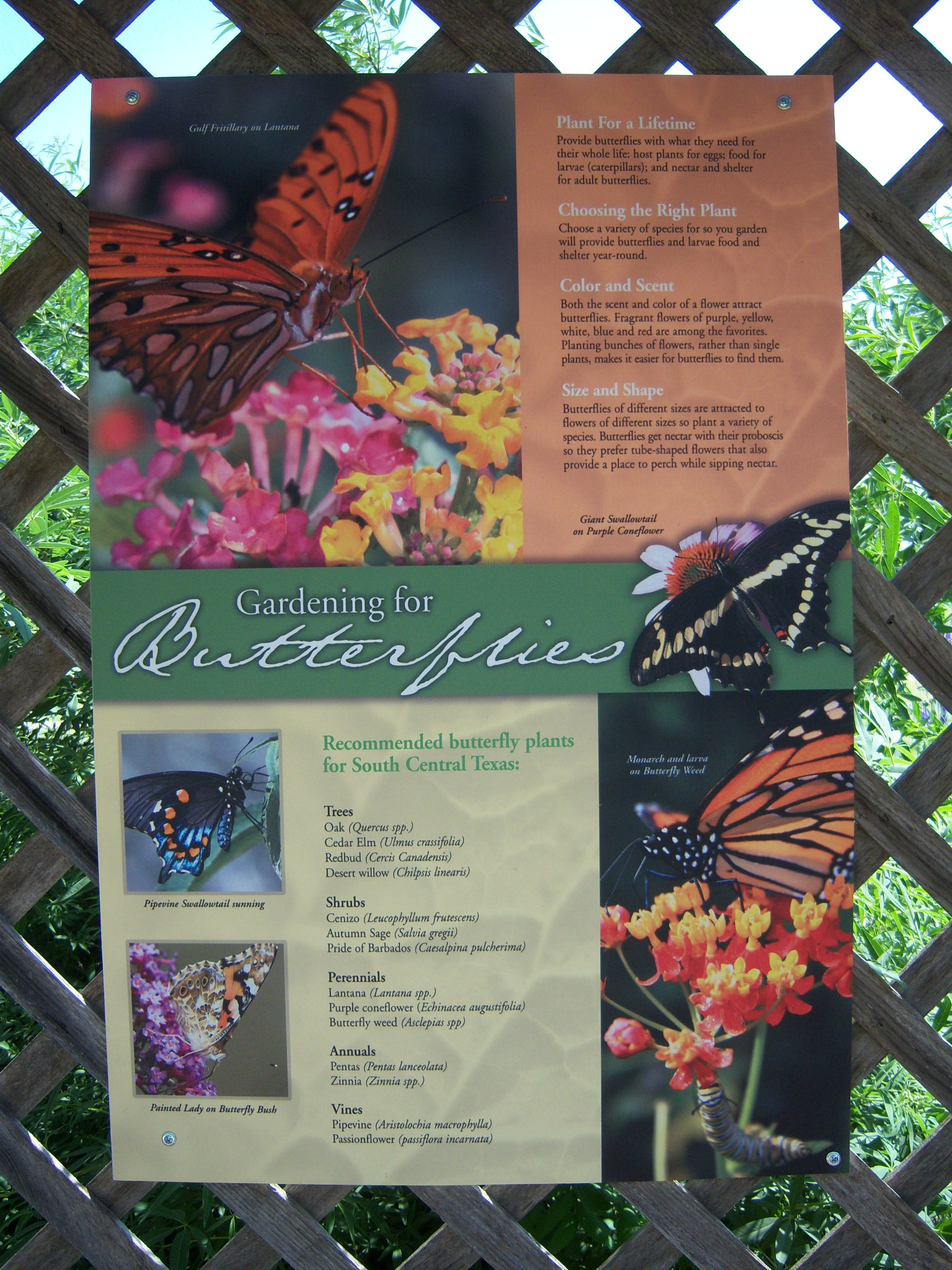 Butterfly Gardens