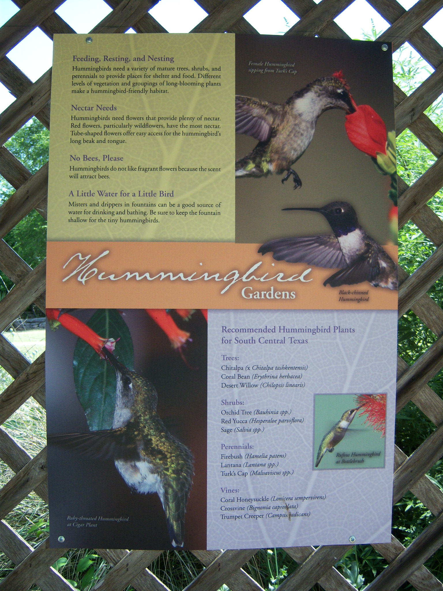 Hummingbird Gardens