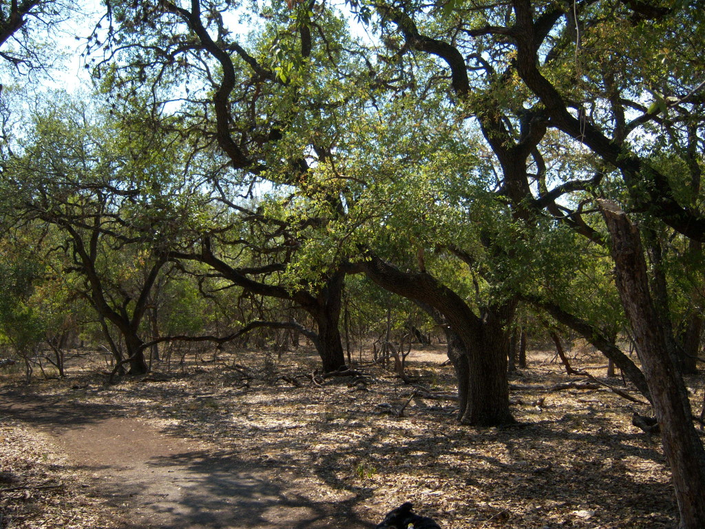 Phil Hardberger Park (West)