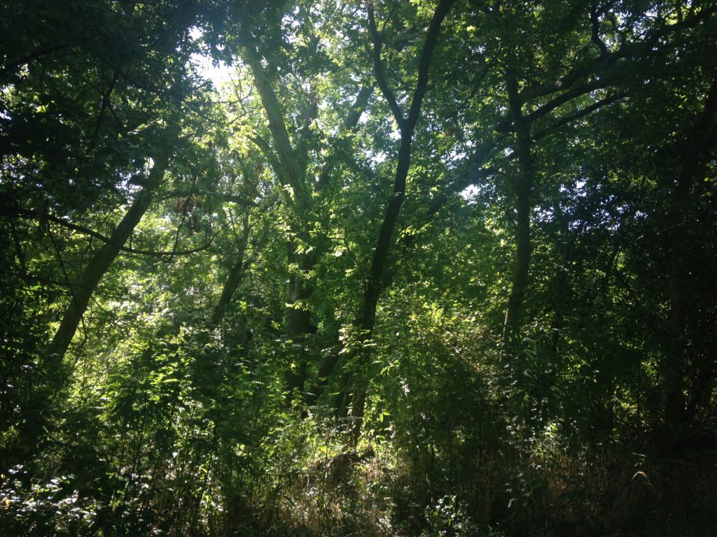 Photo of trees along South Salado Creek Greenway.