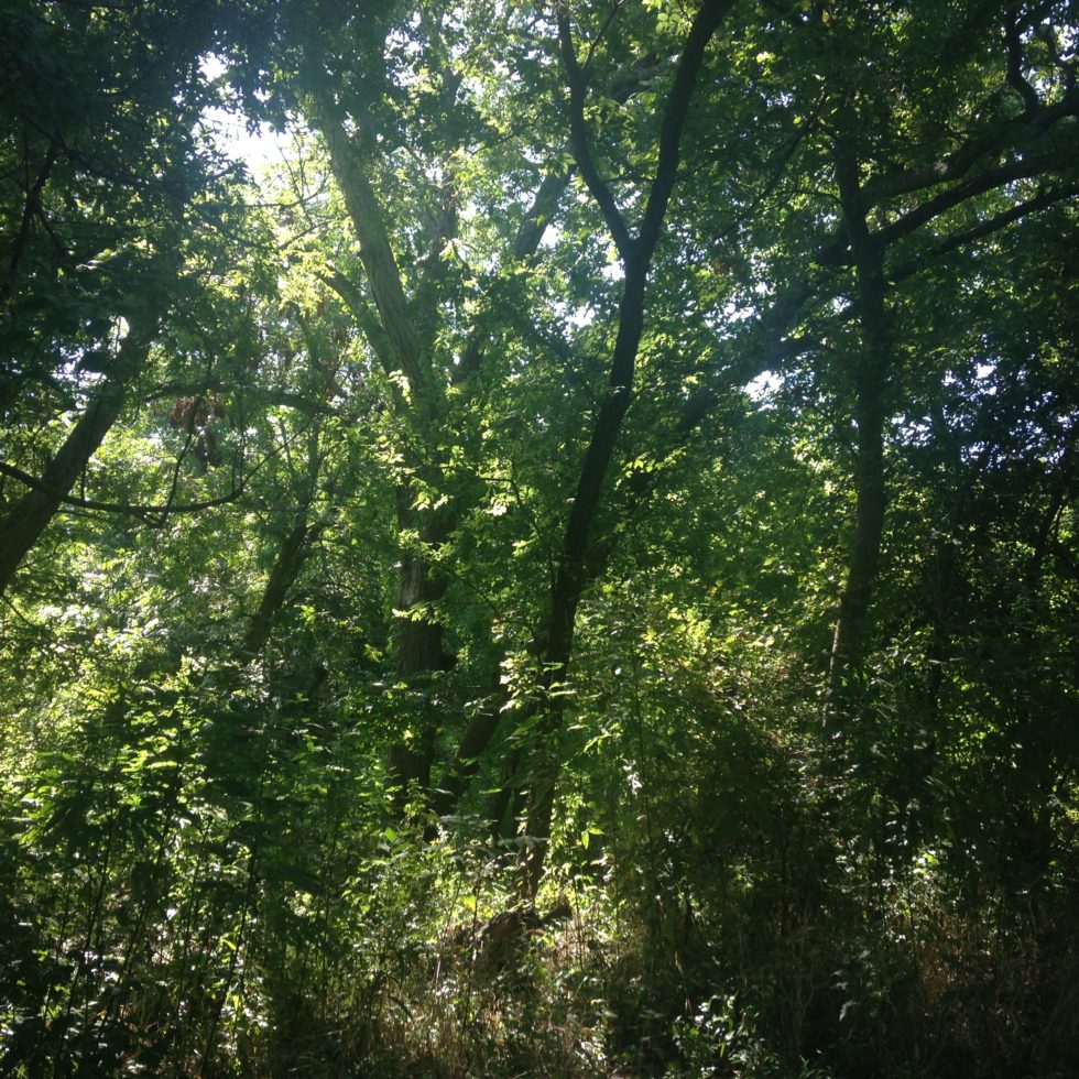 Photo of trees along South Salado Creek Greenway.