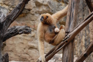 Photo courtesy the San Antonio Zoo.