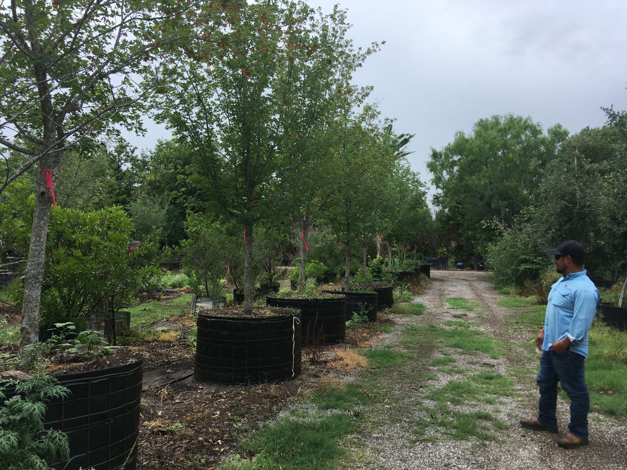 Photo of Lucio Garcia at Alfaro's Tree Farm in Atascosa, Texas, 14 miles southwest of San Antonio.