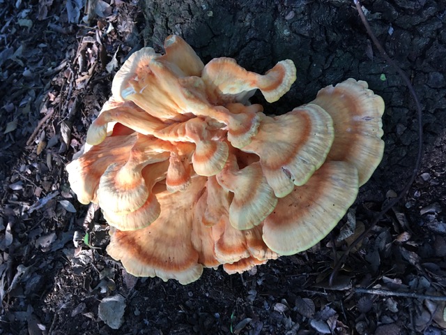 Chicken of the Woods mushroom found at Walker Ranch Park in San Antonio, Texas