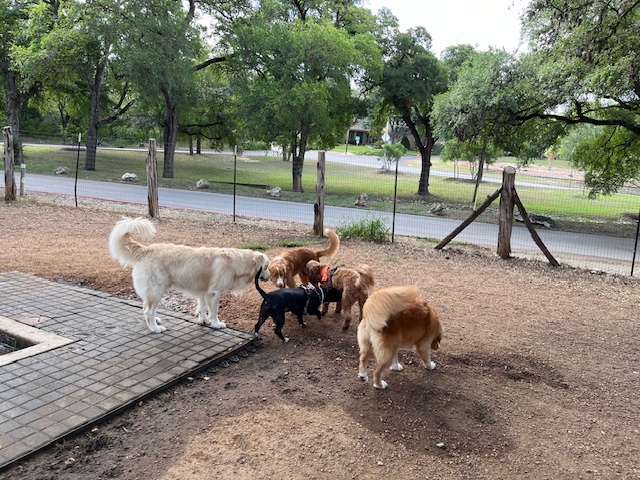 Photo of dogs sniffing at the Alamo Heights Bark Park, an off-leash dog park