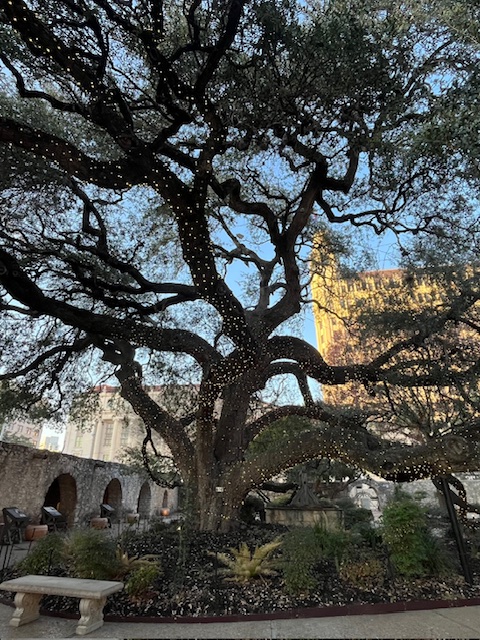 Photo of Live Oak tree on the grounds of the Alamo in San Antonio, Texas