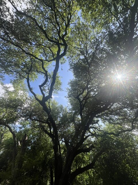 Photo of a sunburst through the branches of a Live Oak tree.